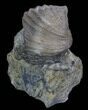 Platystrophia Brachiopod Fossil From Kentucky #35121-1